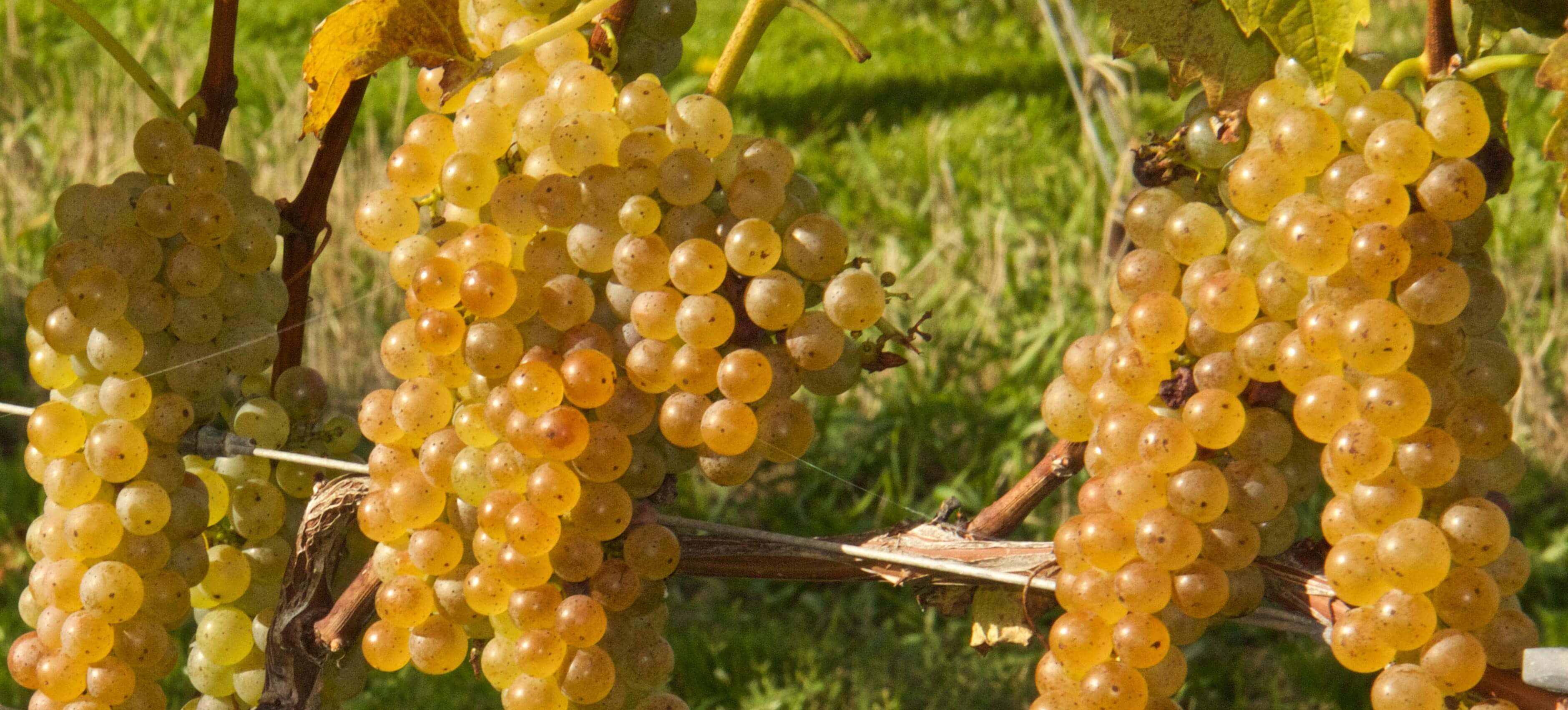 IMG - Wine of the Week: Vidal Blanc